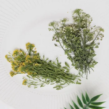 200 adet Preslenmiş Kurutulmuş Draba nemorosa Çiçek Bitkiler Herbaryum Epoksi Reçine Takı Yapımı İçin Yer İmi Yüz Makyaj Tırnak Sanat Zanaat