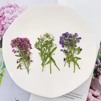 60 adet 6-8cm Preslenmiş Kurutulmuş Lobularia Maritima Çiçek Bitki Herbaryum Takı Kartpostal Davetiye Kartı telefon kılıfı Mum DIY