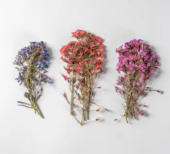 60 adet Preslenmiş Kurutulmuş Çiçek Lysimachia candida Lindl Herbaryum Tırnak Sanat Takı İçin Yer İmi telefon kılıfı Davetiye Kartı DIY